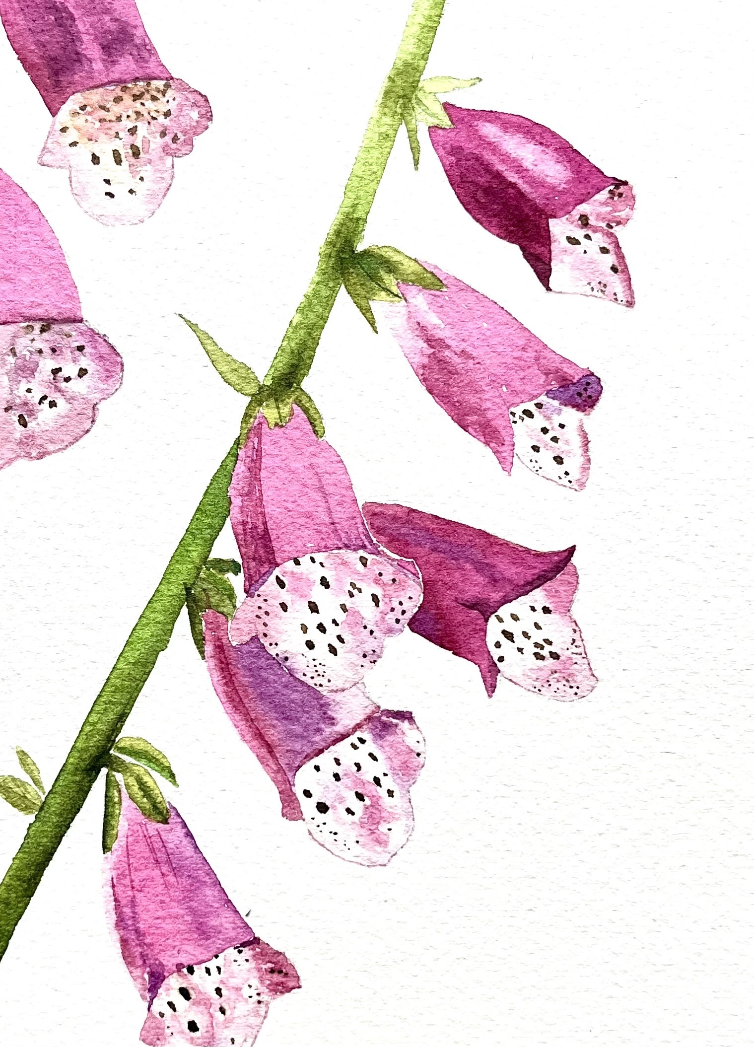 Hyacinths watercolor painting
