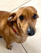 Gilbert the dog receiving Reiki