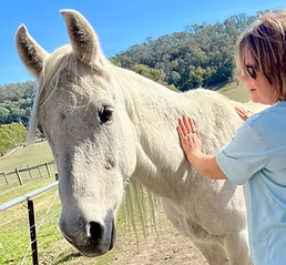 Henry the horse receiving Reiki