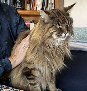 Pepper the cat receiving Reiki