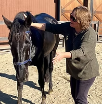 Midi the horse receiving Reiki