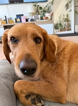 Obi the dog receiving Reiki
