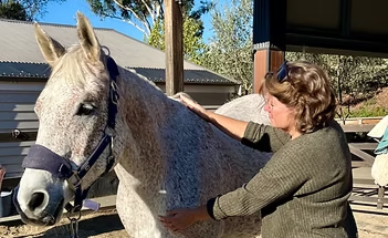 Silver the horse receiving Reiki