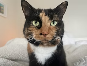 Zeyna the cat receiving Reiki