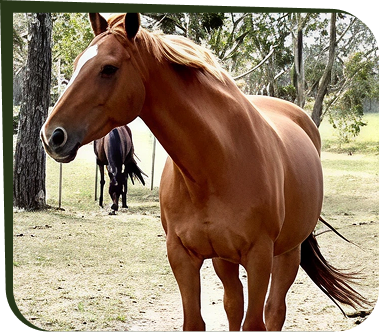 Tuala